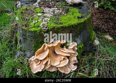 Polypore géant / polypore à coloration noire (Meripilus giganteus) Et les champignons Trametes poussant à la base du tronc d'arbre dans forêt d'automne Banque D'Images