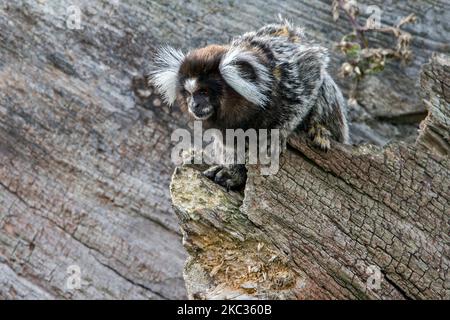 Marmoset commun / marmoset touffeté blanc / marmoset à oreilles touffées blanches (Callithix jacchus) en forêt, singe du Nouveau monde originaire du Brésil Banque D'Images