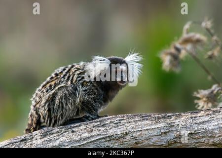 Marmoset commun / marmoset touffeté blanc / marmoset à oreilles touffées blanches (Callithix jacchus) en forêt, singe du Nouveau monde originaire du Brésil Banque D'Images