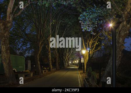 4 nov 2020 - Damyang, Corée du Sud - Une vue nocturne de l'ancienne dynastie Chosun première mesure de contrôle des crues, nom de 'Gwanbangjerim' près de Jungnogwon à Damyang, Corée du Sud. 'Gwanbangjerim à Damyang est une forêt formée sur la colline de 2km-haut de Damyangchon Stream. Il y a environ 420 arbres comme les moulus, les Hackberry, etc. L'histoire dit que les grands arbres ont été plantés il y a des centaines d'années, et les petits arbres, en 1854. La forêt de Gwanbangjerim à Damyang protège le village et la rive des inondations et des vents violents. Par conséquent, cette forêt est désignée et protégée Banque D'Images