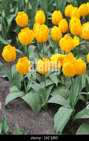 Jaune unique tulipes précoces (Tulipa) Flair ensoleillé fleurit dans un jardin en mars Banque D'Images