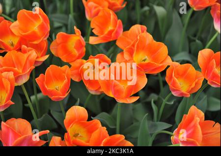 Tulipes de Triumph d'orange (Tulipa) la dynastie Sunrise fleurit dans un jardin en mars Banque D'Images