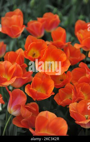 Tulipes de Triumph d'orange (Tulipa) la dynastie Sunrise fleurit dans un jardin en mars Banque D'Images