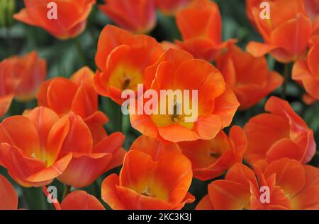 Tulipes de Triumph d'orange (Tulipa) la dynastie Sunrise fleurit dans un jardin en mars Banque D'Images