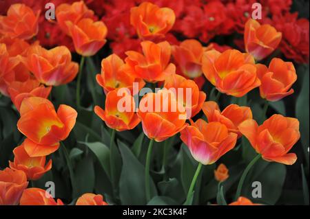 Tulipes de Triumph d'orange (Tulipa) la dynastie Sunrise fleurit dans un jardin en mars Banque D'Images