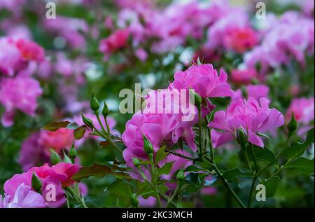 ' Leonie Lamesch ' floribunda rose variété , Rosa rugosa , Rose rose Banque D'Images