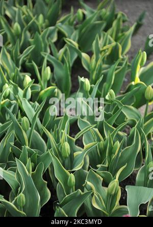 Tulipes triomphales (Tulipa) doux présent avec feuillage varié et bourgeons verts et blancs dans un jardin en mars Banque D'Images