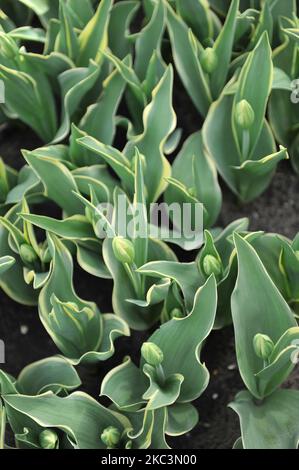 Tulipes triomphales (Tulipa) doux présent avec feuillage varié et bourgeons verts et blancs dans un jardin en mars Banque D'Images