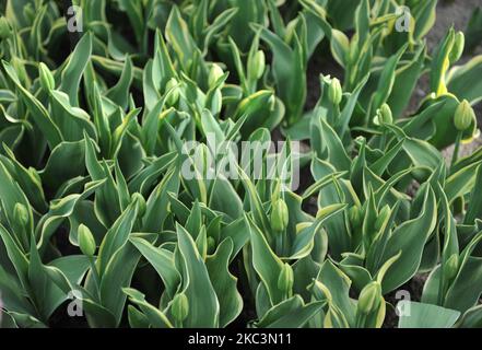 Tulipes triomphales (Tulipa) doux présent avec feuillage varié et bourgeons verts et blancs dans un jardin en mars Banque D'Images