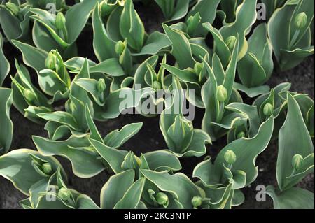 Tulipes triomphales (Tulipa) doux présent avec feuillage varié et bourgeons verts et blancs dans un jardin en mars Banque D'Images