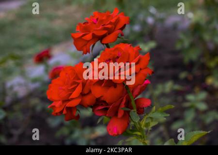 ' Leonie Lamesch ' floribunda rose variété, Rosa rugosa , rose rouge Banque D'Images