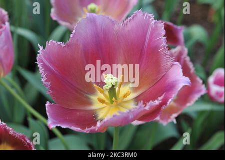 Tulipes à franges roses (Tulipa) Talitha fleurissent dans un jardin en avril Banque D'Images