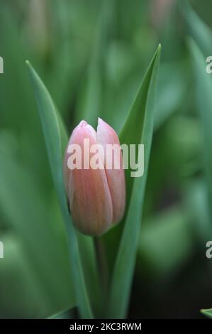 Rose unique tulipes tardives (Tulipa) Tanja fleurissent dans un jardin en mars Banque D'Images