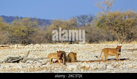 Fierté familiale des lions à la mort, il y a du sang visible autour de la bouche. Le jeune adolescent marche loin de la tuez vers la caméra, tandis que Banque D'Images