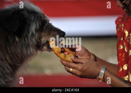 Sneha Shrestha fondateur de Sneha's Care offrant de la nourriture vers le chien de désactivation physique après avoir exécuté la puja sur Kukur Tihar ou le festival du chien comme la procession des célébrations de Tihar à Katmandou, Népal, samedi, 14 novembre 2020. Tihar est un festival hindou célébré au Népal pendant 5 jours. Les gens népalais adorent chien, nourrissez de délicieux aliments le deuxième jour de tihar. Le chien est une garde digne de confiance de l'être humain. Tihar marque comme le festival des lumières, comme les gens décorent leur résident en utilisant diverses guirlandes de fleurs, des lampes à huile et des ampoules colorées. (Photo de Narayan Maharajan/NurPhoto) Banque D'Images