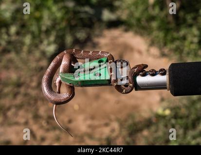 Lycodon aulicus, communément connu sous le nom de serpent de loup indien, au Bengali il est appelé ''GHARCHITTI'', est une espèce de serpent non venomous sauvé d'une maison à Tehatta, Nadia, Bengale-Occidental, Inde, on 16 novembre, 2020 (photo de Soumyabrata Roy/NurPhoto) Banque D'Images