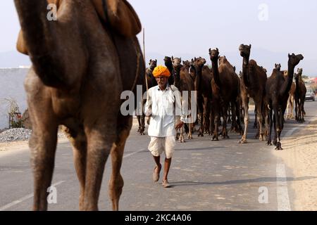 Un commerçant indien de chameaux revenant du désert de Pushkar, sur 19 novembre 2020. En raison de la pandémie du coronavirus, les autorités ont lancé cette année la foire annuelle de Pushkar Camel, mais en raison du manque d'informations, de nombreux commerçants ont rejoint le site plus tôt aujourd'hui. Des milliers de marchands de bétail de la région viennent à la foire traditionnelle de chameaux où le bétail, principalement les chameaux, sont échangés. La foire annuelle des chameaux et du bétail est l'une des plus grandes foires de chameaux au monde. (Photo par Himanshu Sharma/NurPhoto) Banque D'Images