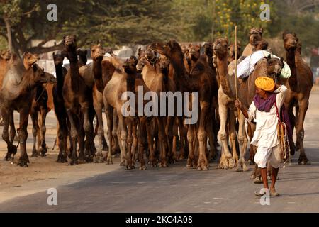 Un commerçant indien de chameaux revenant du désert de Pushkar, sur 19 novembre 2020. En raison de la pandémie du coronavirus, les autorités ont lancé cette année la foire annuelle de Pushkar Camel, mais en raison du manque d'informations, de nombreux commerçants ont rejoint le site plus tôt aujourd'hui. Des milliers de marchands de bétail de la région viennent à la foire traditionnelle de chameaux où le bétail, principalement les chameaux, sont échangés. La foire annuelle des chameaux et du bétail est l'une des plus grandes foires de chameaux au monde. (Photo par Himanshu Sharma/NurPhoto) Banque D'Images