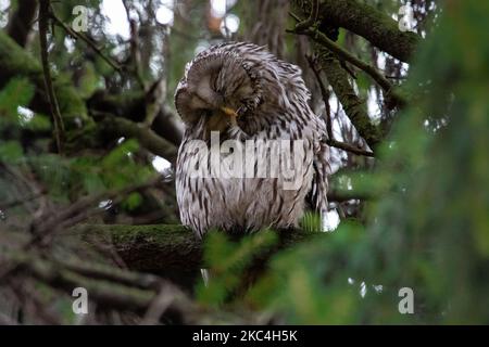 La chouette ural (Strix uralensis) est vue dans un épicéa pendant la saison de migration sur 23 novembre 2020 dans le parc central de Saint-Pétersbourg, Russie. (Photo de Mike Kireev/NurPhoto) Banque D'Images