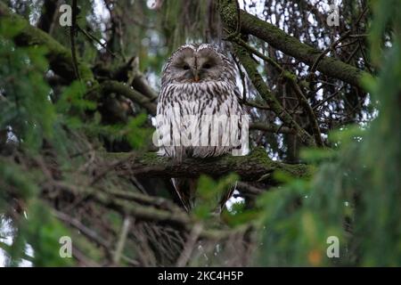 La chouette ural (Strix uralensis) est vue dans un épicéa pendant la saison de migration sur 23 novembre 2020 dans le parc central de Saint-Pétersbourg, Russie. (Photo de Mike Kireev/NurPhoto) Banque D'Images