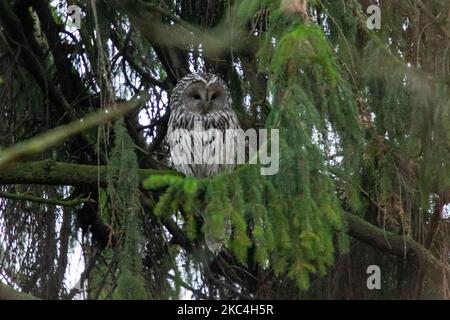 La chouette ural (Strix uralensis) est vue dans un épicéa pendant la saison de migration sur 23 novembre 2020 dans le parc central de Saint-Pétersbourg, Russie. (Photo de Mike Kireev/NurPhoto) Banque D'Images