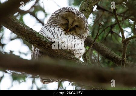 La chouette ural (Strix uralensis) est vue dans un épicéa pendant la saison de migration sur 23 novembre 2020 dans le parc central de Saint-Pétersbourg, Russie. (Photo de Mike Kireev/NurPhoto) Banque D'Images