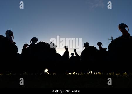 Des dindes de bronze éclos en juin et des champs de Noël élevés sont prêts à être mis sur le marché dans la ferme de dinde de David McEvoy à Termonfeckin, près de Drogheda. Mercredi, 25 novembre 2020, à Termonfeckin, Co. Louth, Irlande. (Photo par Artur Widak/NurPhoto) Banque D'Images