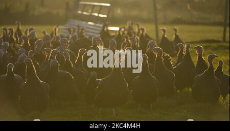 Des dindes de bronze éclos en juin et des champs de Noël élevés sont prêts à être mis sur le marché dans la ferme de dinde de David McEvoy à Termonfeckin, près de Drogheda. Mercredi, 25 novembre 2020, à Termonfeckin, Co. Louth, Irlande. (Photo par Artur Widak/NurPhoto) Banque D'Images