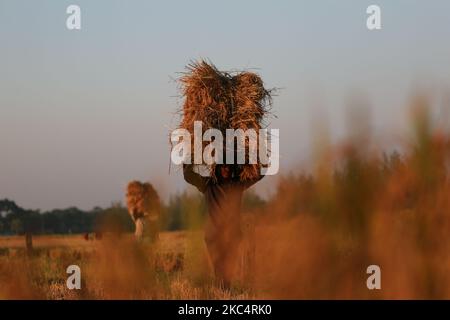 Les agriculteurs récoltent du paddy à Kuakata, à Patuakhali, au Bangladesh, sur le 28 novembre 2020. (Photo de Rehman Asad/NurPhoto) Banque D'Images