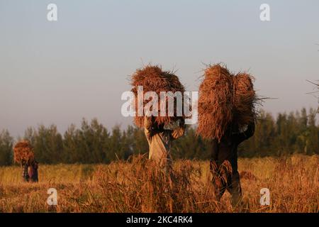 Les agriculteurs récoltent du paddy à Kuakata, à Patuakhali, au Bangladesh, sur le 28 novembre 2020. (Photo de Rehman Asad/NurPhoto) Banque D'Images