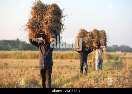 Les agriculteurs récoltent du paddy à Kuakata, à Patuakhali, au Bangladesh, sur le 28 novembre 2020. (Photo d'Ahmed Salahuddin/NurPhoto) Banque D'Images