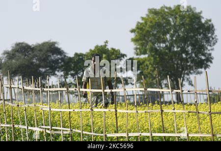 Le 03 décembre 2020, un cultivateur désinfecte un produit sur un champ de moutarde, dans un village du district de Barpeta à Assam, en Inde. (Photo de David Talukdar/NurPhoto) Banque D'Images