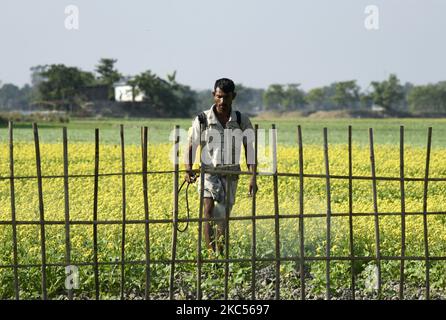 Le 03 décembre 2020, un cultivateur désinfecte un produit sur un champ de moutarde, dans un village du district de Barpeta à Assam, en Inde. (Photo de David Talukdar/NurPhoto) Banque D'Images