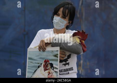 Des activistes de l'organisation Animal Save Mexico ont manifesté à l'Ange de l'indépendance à Mexico, contre les abattoirs d'animaux au Mexique. La manifestation a été appelée Mexique sans abattoirs, afin de sensibiliser le public aux mauvais traitements et à l'exploitation dans l'industrie de l'élevage et de construire un mouvement de masse basé sur la justice et la libération des animaux. (Photo de Gerardo Vieyra/NurPhoto) Banque D'Images