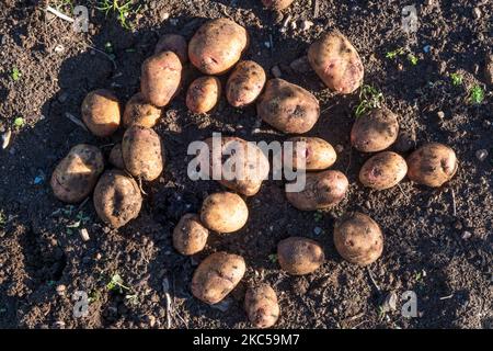 Une pile de pommes de terre ambo fraîchement creusées, Solanum tuberosum. Laissé au soleil pour fixer ou durcir la peau - guérir. Banque D'Images