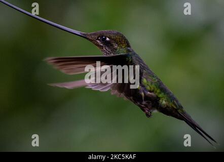 Des centaines d'oiseaux appartenant aux 16 espèces d'colibris qui habitent le sentier écologique du Cerro de Monserrate dans la ville de Bogotá sont soignés en liberté par les travailleurs de ce sanctuaire qui peut être consulté sur demande préalable. À Bogotá, Colombie sur 03 décembre 2020.(photo de Vannessa Jimenez G/NurPhoto) Banque D'Images