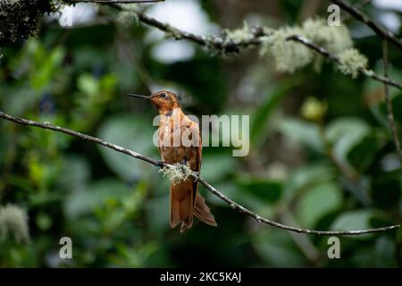 Des centaines d'oiseaux appartenant aux 16 espèces d'colibris qui habitent le sentier écologique du Cerro de Monserrate dans la ville de Bogotá sont soignés en liberté par les travailleurs de ce sanctuaire qui peut être consulté sur demande préalable. À Bogotá, Colombie sur 03 décembre 2020.(photo de Vannessa Jimenez G/NurPhoto) Banque D'Images