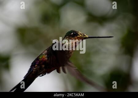 Des centaines d'oiseaux appartenant aux 16 espèces d'colibris qui habitent le sentier écologique du Cerro de Monserrate dans la ville de Bogotá sont soignés en liberté par les travailleurs de ce sanctuaire qui peut être consulté sur demande préalable. À Bogotá, Colombie sur 03 décembre 2020.(photo de Vannessa Jimenez G/NurPhoto) Banque D'Images