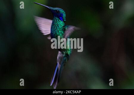 Des centaines d'oiseaux appartenant aux 16 espèces d'colibris qui habitent le sentier écologique du Cerro de Monserrate dans la ville de Bogotá sont soignés en liberté par les travailleurs de ce sanctuaire qui peut être consulté sur demande préalable. À Bogotá, Colombie sur 03 décembre 2020.(photo de Vannessa Jimenez G/NurPhoto) Banque D'Images