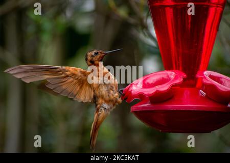 Des centaines d'oiseaux appartenant aux 16 espèces d'colibris qui habitent le sentier écologique du Cerro de Monserrate dans la ville de Bogotá sont soignés en liberté par les travailleurs de ce sanctuaire qui peut être consulté sur demande préalable. À Bogotá, Colombie sur 03 décembre 2020.(photo de Vannessa Jimenez G/NurPhoto) Banque D'Images