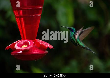 Des centaines d'oiseaux appartenant aux 16 espèces d'colibris qui habitent le sentier écologique du Cerro de Monserrate dans la ville de Bogotá sont soignés en liberté par les travailleurs de ce sanctuaire qui peut être consulté sur demande préalable. À Bogotá, Colombie sur 03 décembre 2020.(photo de Vannessa Jimenez G/NurPhoto) Banque D'Images