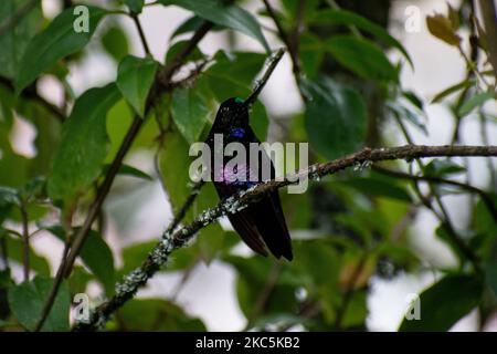 Des centaines d'oiseaux appartenant aux 16 espèces d'colibris qui habitent le sentier écologique du Cerro de Monserrate dans la ville de Bogotá sont soignés en liberté par les travailleurs de ce sanctuaire qui peut être consulté sur demande préalable. À Bogotá, Colombie sur 03 décembre 2020.(photo de Vannessa Jimenez G/NurPhoto) Banque D'Images