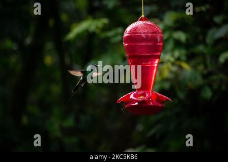 Des centaines d'oiseaux appartenant aux 16 espèces d'colibris qui habitent le sentier écologique du Cerro de Monserrate dans la ville de Bogotá sont soignés en liberté par les travailleurs de ce sanctuaire qui peut être consulté sur demande préalable. À Bogotá, Colombie sur 03 décembre 2020.(photo de Vannessa Jimenez G/NurPhoto) Banque D'Images