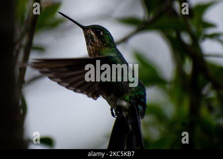 Des centaines d'oiseaux appartenant aux 16 espèces d'colibris qui habitent le sentier écologique du Cerro de Monserrate dans la ville de Bogotá sont soignés en liberté par les travailleurs de ce sanctuaire qui peut être consulté sur demande préalable. À Bogotá, Colombie sur 03 décembre 2020.(photo de Vannessa Jimenez G/NurPhoto) Banque D'Images