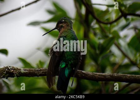 Des centaines d'oiseaux appartenant aux 16 espèces d'colibris qui habitent le sentier écologique du Cerro de Monserrate dans la ville de Bogotá sont soignés en liberté par les travailleurs de ce sanctuaire qui peut être consulté sur demande préalable. À Bogotá, Colombie sur 03 décembre 2020.(photo de Vannessa Jimenez G/NurPhoto) Banque D'Images