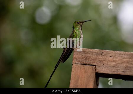 Des centaines d'oiseaux appartenant aux 16 espèces d'colibris qui habitent le sentier écologique du Cerro de Monserrate dans la ville de Bogotá sont soignés en liberté par les travailleurs de ce sanctuaire qui peut être consulté sur demande préalable. À Bogotá, Colombie sur 03 décembre 2020.(photo de Vannessa Jimenez G/NurPhoto) Banque D'Images