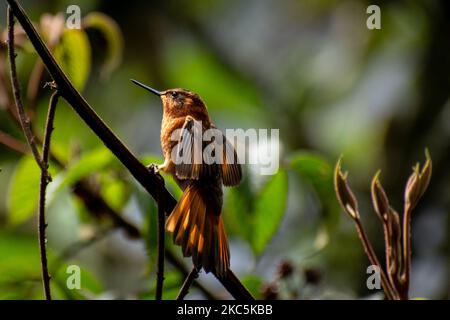 Des centaines d'oiseaux appartenant aux 16 espèces d'colibris qui habitent le sentier écologique du Cerro de Monserrate dans la ville de Bogotá sont soignés en liberté par les travailleurs de ce sanctuaire qui peut être consulté sur demande préalable. À Bogotá, Colombie sur 03 décembre 2020.(photo de Vannessa Jimenez G/NurPhoto) Banque D'Images