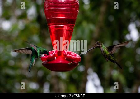 Des centaines d'oiseaux appartenant aux 16 espèces d'colibris qui habitent le sentier écologique du Cerro de Monserrate dans la ville de Bogotá sont soignés en liberté par les travailleurs de ce sanctuaire qui peut être consulté sur demande préalable. À Bogotá, Colombie sur 03 décembre 2020.(photo de Vannessa Jimenez G/NurPhoto) Banque D'Images