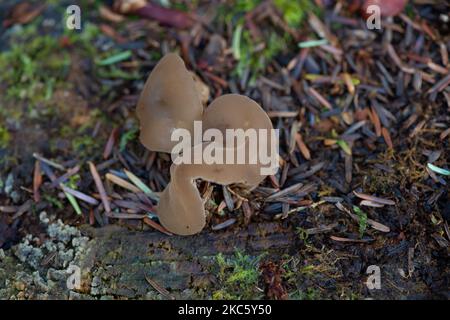 Penn Street, Buckinghamshire, Royaume-Uni. 4th novembre 2022. Les champignons de gelée d'oreille se développent sur les membres morts d'arbre dans Penn Wood. Les bois ont été acquis par le Woodland Trust en 1999 après une bataille de six ans par les amis de Penn Wood qui l'ont arrêté d'être transformé en un parcours de golf de 18 trous. Penn Wood, situé dans le Chilterns, une zone d'une beauté naturelle exceptionnelle est une forêt « ancienne », avec des arbres qui ont plus de 200 ans. Crédit : Maureen McLean/Alay Live News Banque D'Images