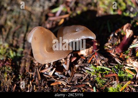 Penn Street, Buckinghamshire, Royaume-Uni. 4th novembre 2022. Les champignons de gelée d'oreille se développent sur les membres morts d'arbre dans Penn Wood. Les bois ont été acquis par le Woodland Trust en 1999 après une bataille de six ans par les amis de Penn Wood qui l'ont arrêté d'être transformé en un parcours de golf de 18 trous. Penn Wood, situé dans le Chilterns, une zone d'une beauté naturelle exceptionnelle est une forêt « ancienne », avec des arbres qui ont plus de 200 ans. Crédit : Maureen McLean/Alay Live News Banque D'Images